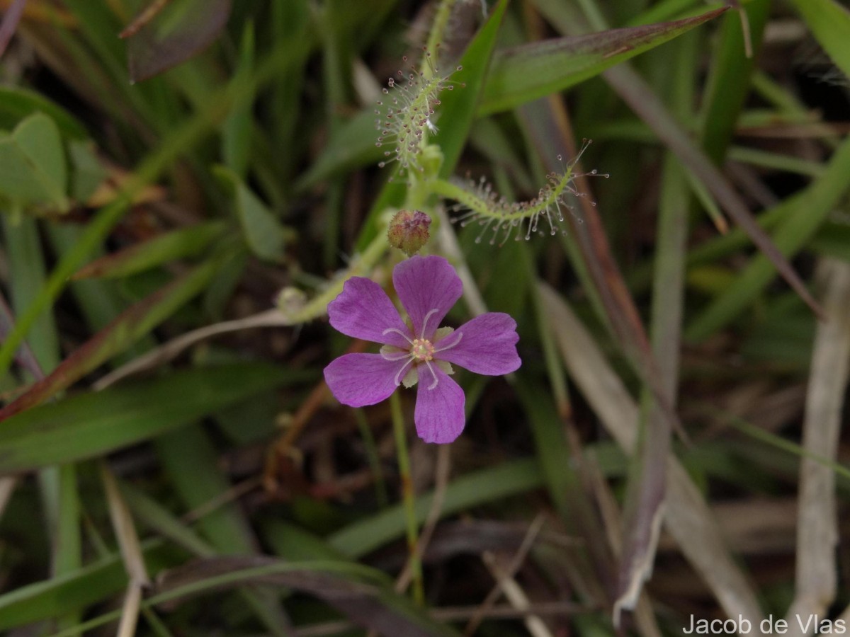 Drosera indica L.